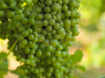 Close-up of grapes growing in vineyard