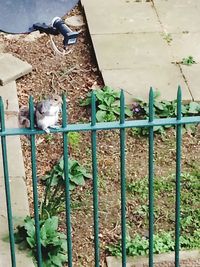 Close-up of cat
