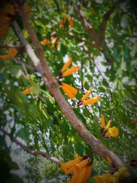 Yellow flowers growing on tree