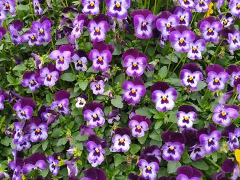 High angle view of purple flowering plants