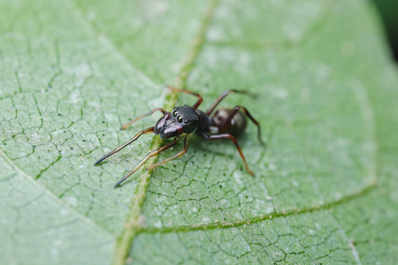 CLOSE-UP OF INSECT ON PLANT