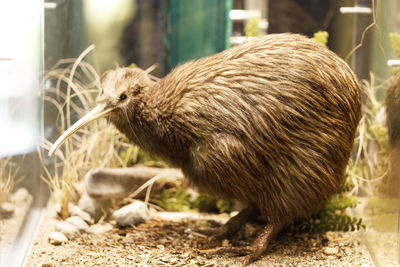 Close up view of kiwi bird at rainbow springs nature park, rotorua, new zealand