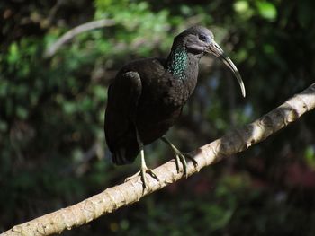 Close-up of bird perching on branch