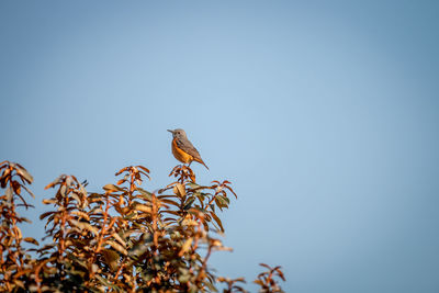 Low angle view of bird perching on tree against sky