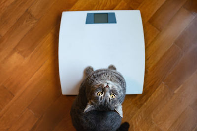 Funny cat standing on the scale. cute cat stands on scales and looks up. curious pets.	