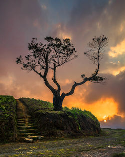 Bare tree against landscape during sunset