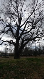 Bare trees on grassy field