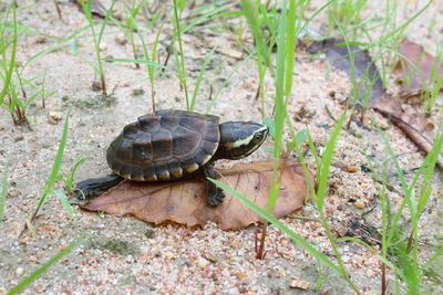 High angle view of turtle on ground