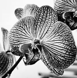 Close-up of flower against white background