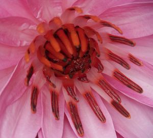 Close-up of pink flower