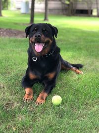 Portrait of black dog on field