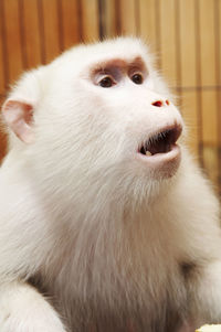 Close-up of white cat at home