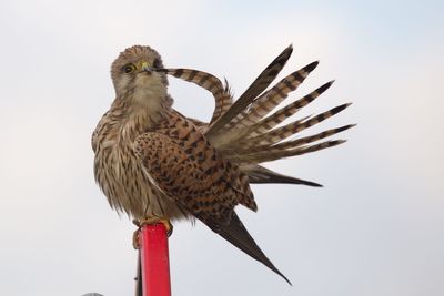 Low angle view of kestrel perching on metal against clear sky