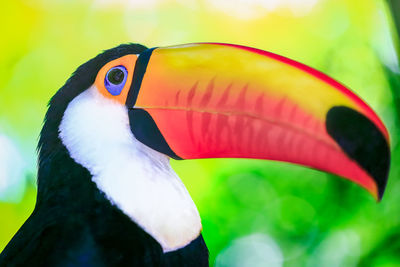 Close-up of bird perching on branch