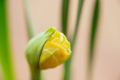 Close-up of yellow tulip