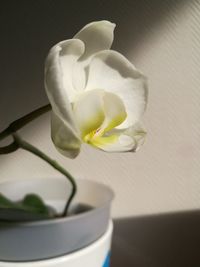 Close-up of flower