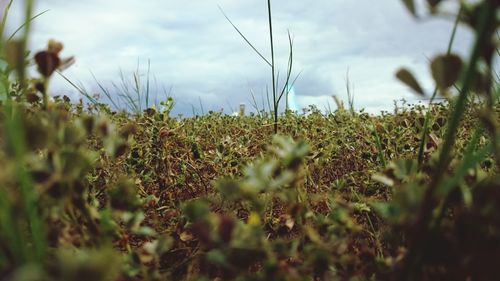 Close-up of plants growing on field against cloudy sky