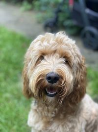 Close-up portrait of a cockapoo dog