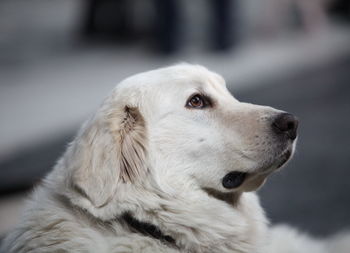 Close-up of dog looking away