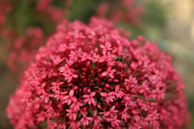 Close-up of red flower