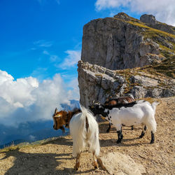 View of three mountain goat on mountain against sky