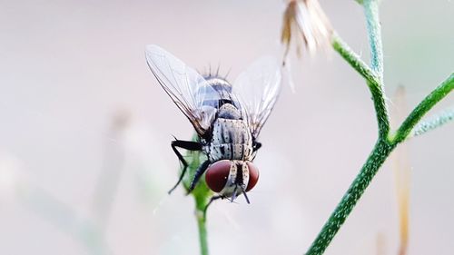 Close-up of fly on plant