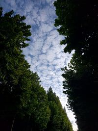 Low angle view of trees against blue sky