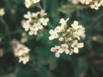 Close-up of white flowers