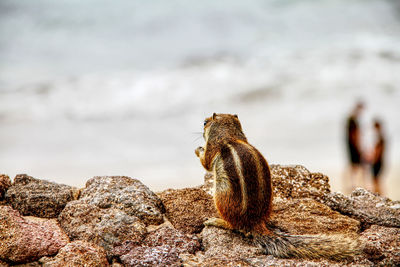 View of an animal on rock against sea