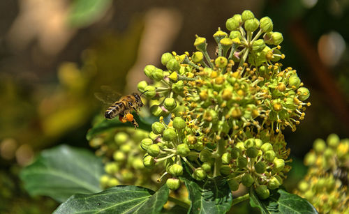 Close-up of insect on plant