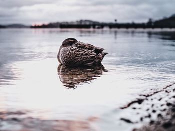 Mallard duck relaxing in lake