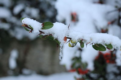 Close-up of frozen plant