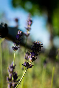 Close-up of purple flowering plant on field