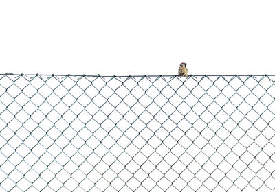 Bird perching on wall