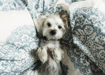 High angle portrait of puppy lying on bed