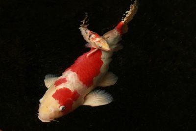 Close-up of koi carps swimming in water