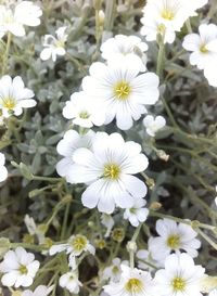 Close-up of white flower