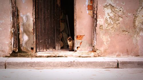 Cat looking through door