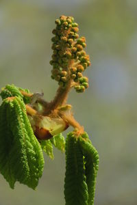 Close-up of plant