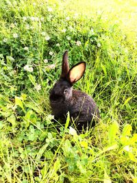Close-up of rabbit on field