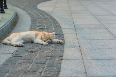 High angle view of cat sleeping on sidewalk