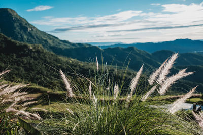 Close-up of plants growing on field against sky and mountains.