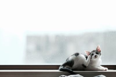 Portrait of cat relaxing against window