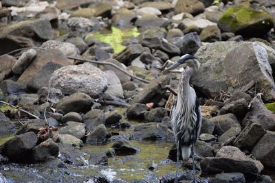 High angle view of gray heron perching on rock