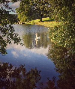 High angle view of swan in lake