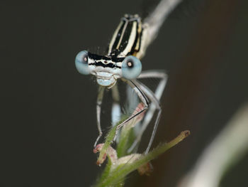 Close-up of spider