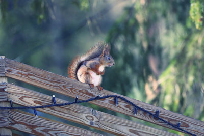 Squirrel on wooden bench