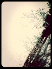 Bare trees against sky