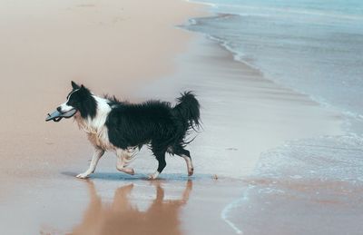 Dog walking on sand at beach