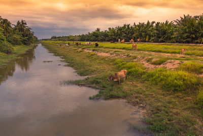 Scenic view of grassy field against cloudy sky